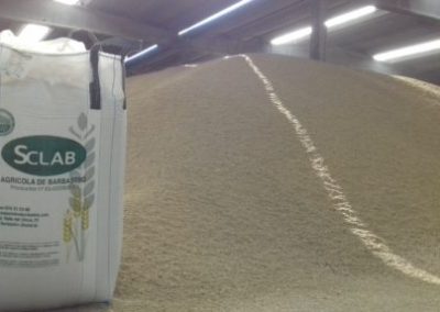 Semilla Certificada tratada con Systiva